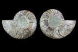 Cut & Polished Ammonite Fossil - Agatized #78379-1